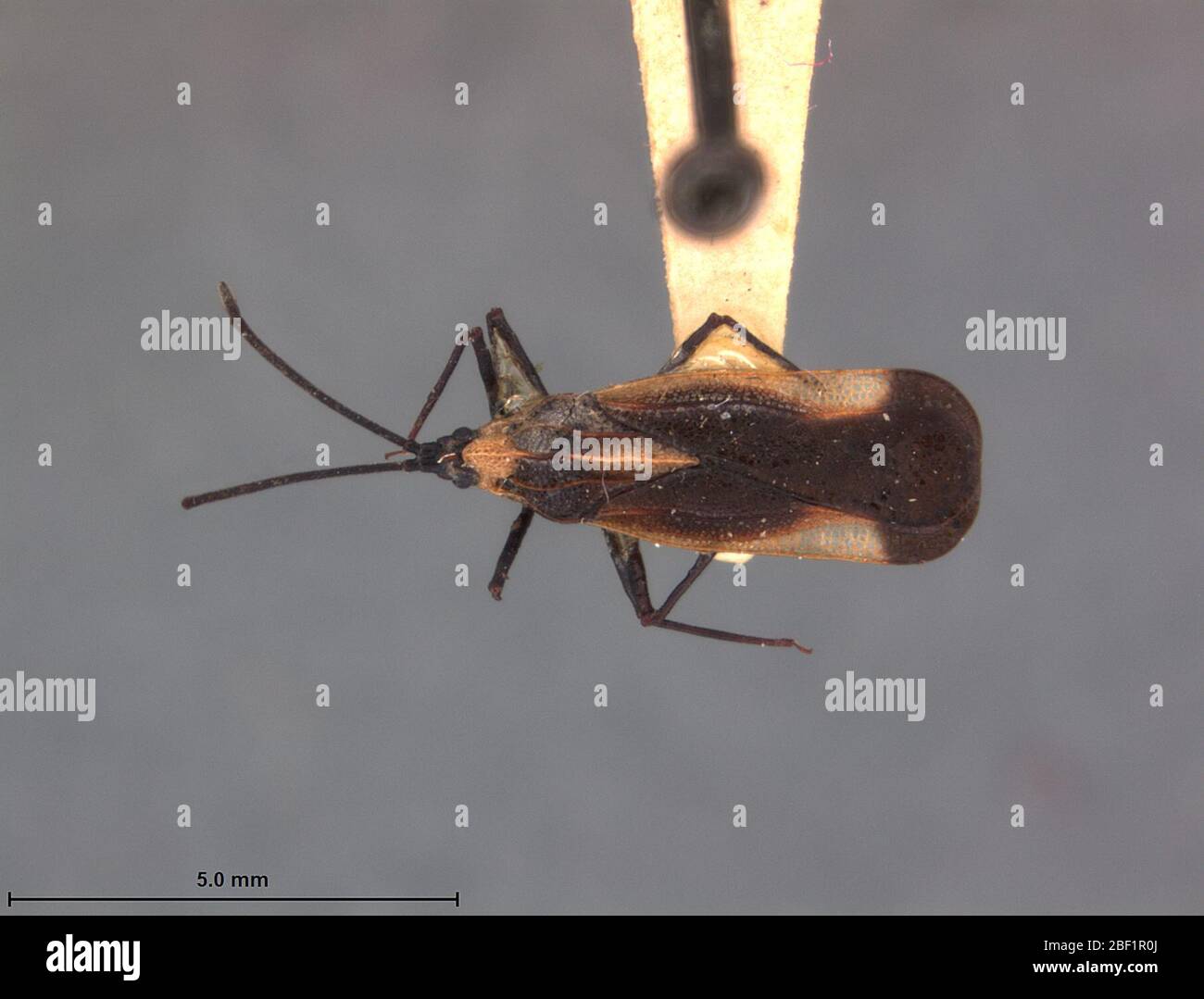 Teleonämie spectabilis. 13 April 20171 Stockfoto