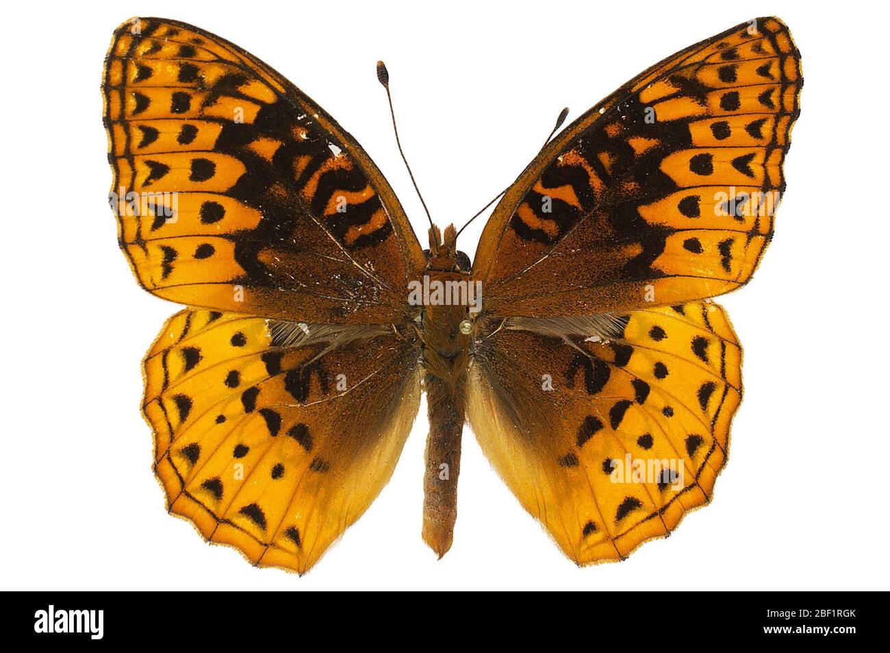 Bläulicher Fritillär. Dieses Objekt ist Teil der Sammlung Bildung und Öffentlichkeitsarbeit, von denen einige im Wissenschaftsbildungszentrum Q?rius zu sehen sind.114 Jan 2020 Stockfoto