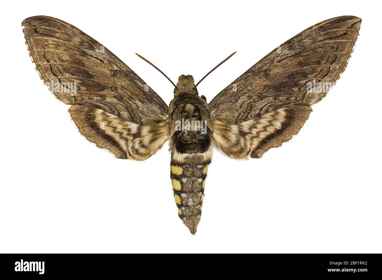 Fivspotted Hawk Moth. Dieses Objekt ist Teil der Sammlung Bildung und Öffentlichkeitsarbeit, von denen einige im Wissenschaftsbildungszentrum Q?rius zu sehen sind.114 Jan 2020 Stockfoto