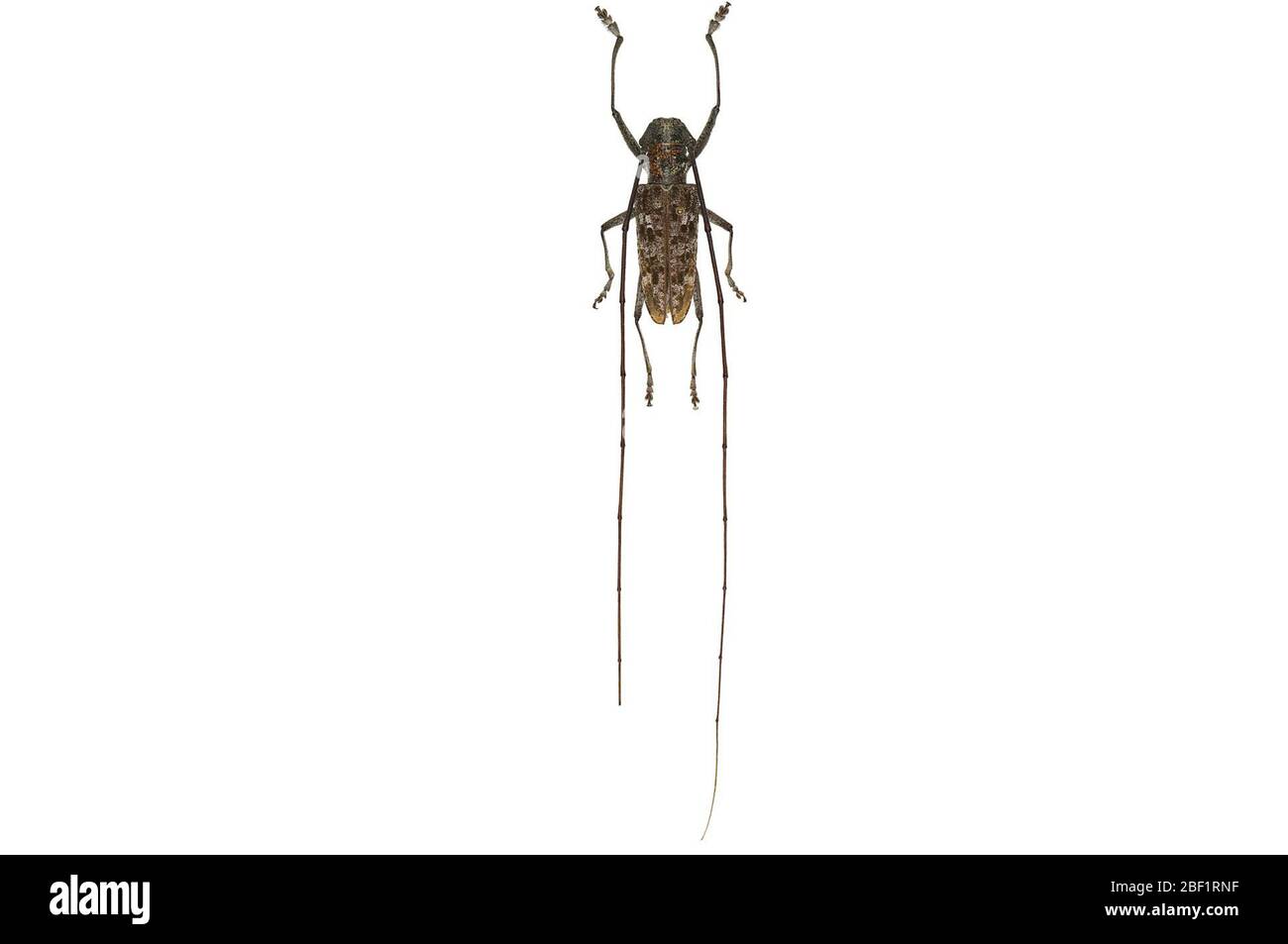 Südlicher Kiefernsawyer. Dieses Objekt ist Teil der Sammlung Bildung und Öffentlichkeitsarbeit, von denen einige im Wissenschaftsbildungszentrum Q?rius zu sehen sind.114 Jan 2020 Stockfoto