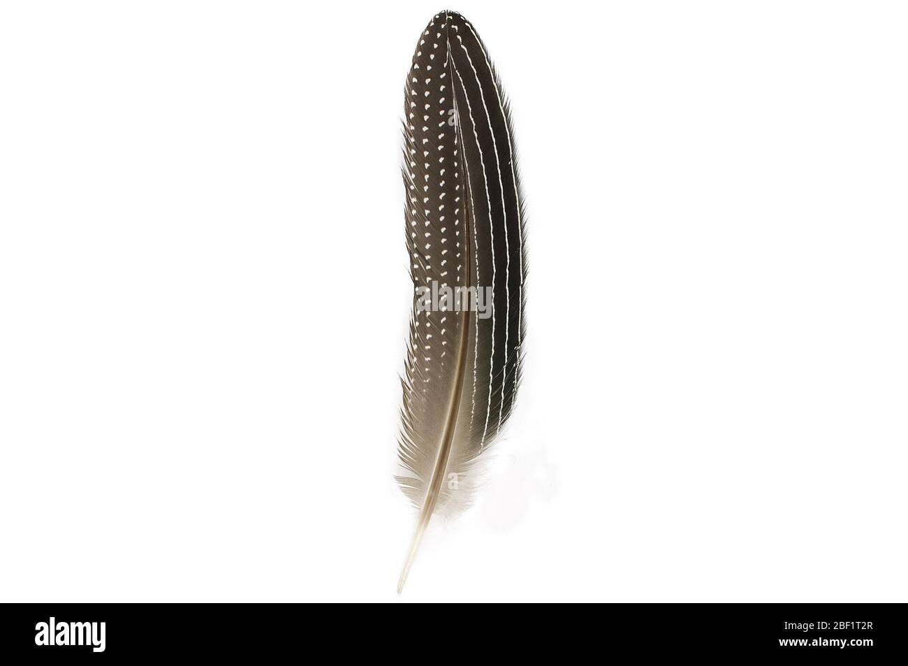 Vulturine Guineafowl. Dieses Objekt ist Teil der Sammlung Bildung und Öffentlichkeitsarbeit, von denen einige im Wissenschaftsbildungszentrum Q?rius zu sehen sind.114 Jan 2020 Stockfoto