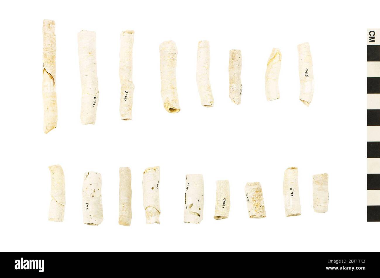 Muschel Dieses Objekt ist Teil der Sammlung Bildung und Öffentlichkeitsarbeit, von denen einige im Q?rius Science Education Center sind und zu sehen sind.Cenozoic - Neogene - Miocene4514 Jan 2020 Stockfoto