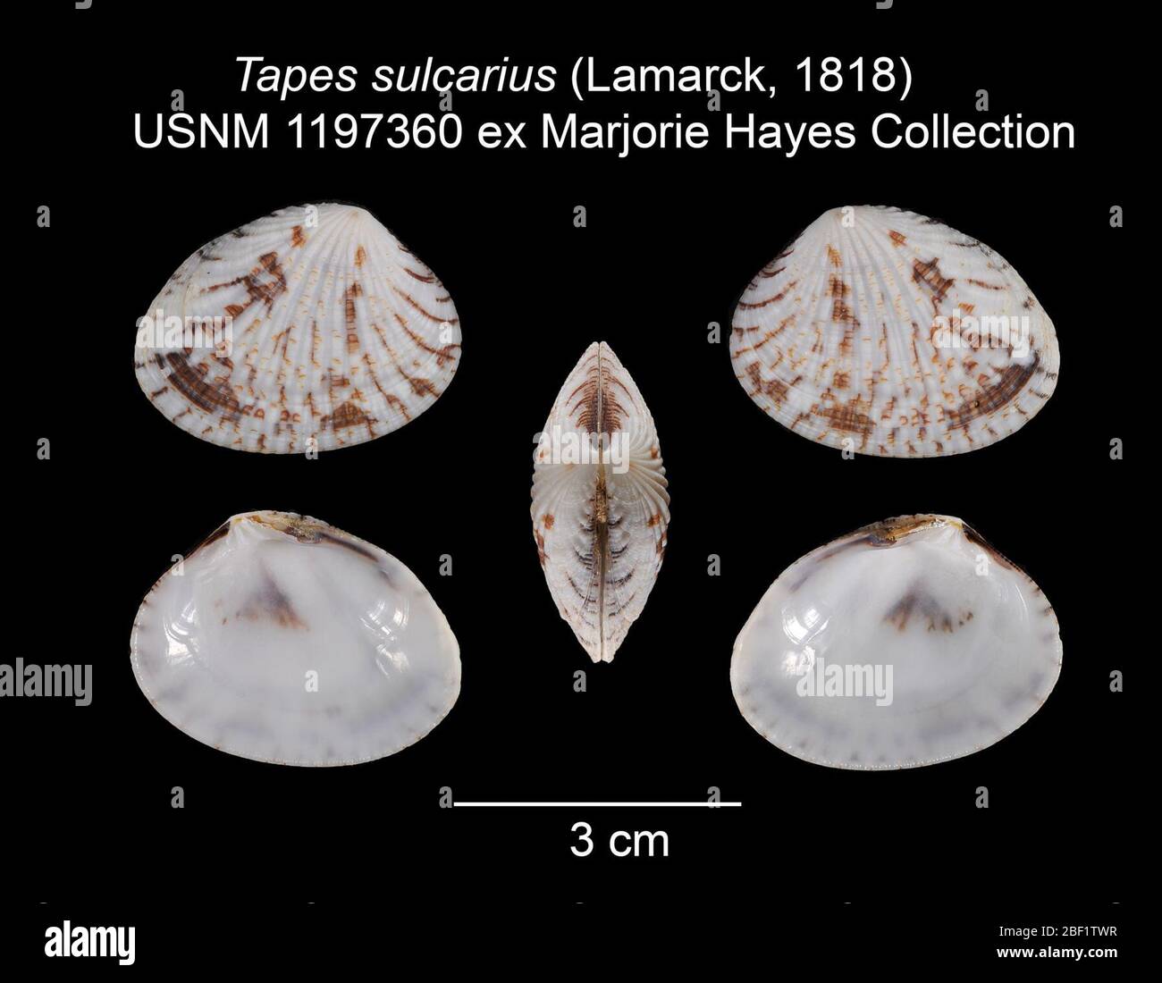 Bänder Sulcarius. 11 Sept. 20131 Stockfoto