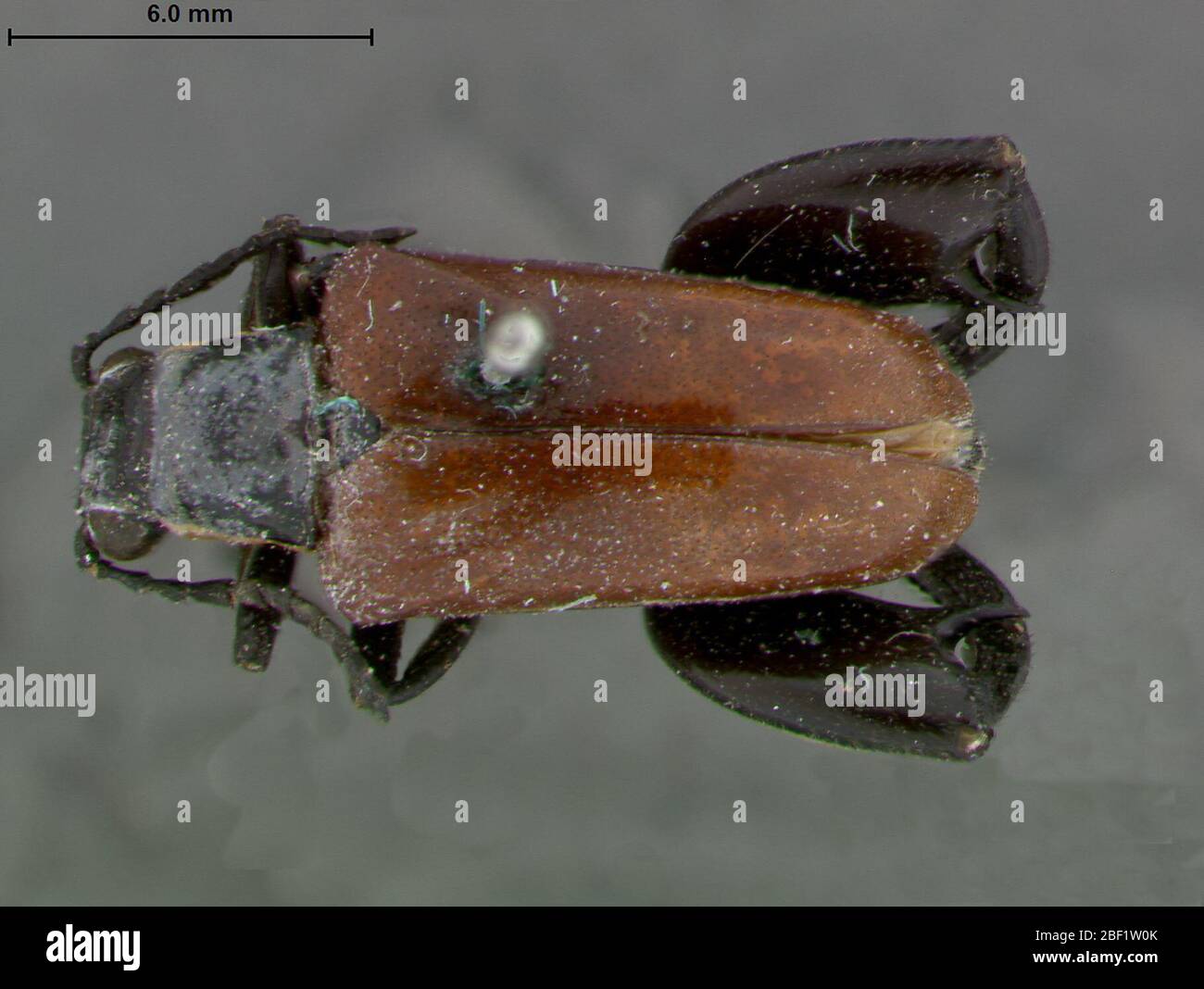 Megalopus Mucromegalopus boliviensis. Monros Collection Label. Literatur nicht gefunden.2. März 20171 Stockfoto