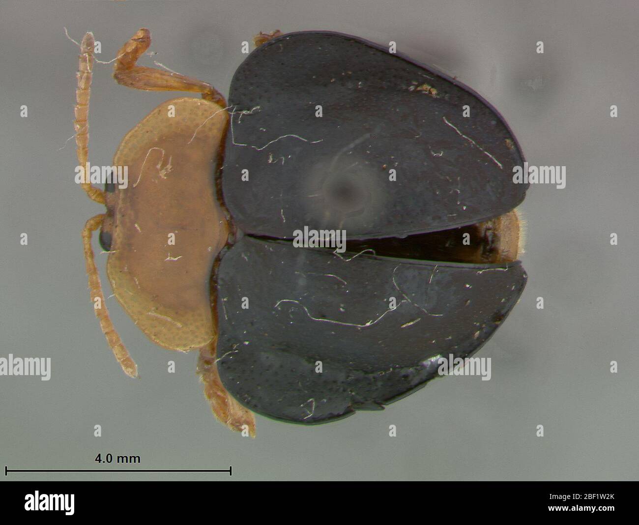 Stoiba clarildae. Oriente. Literatur nicht gefunden, möglich Handschriftenname2. März 20171 Stockfoto