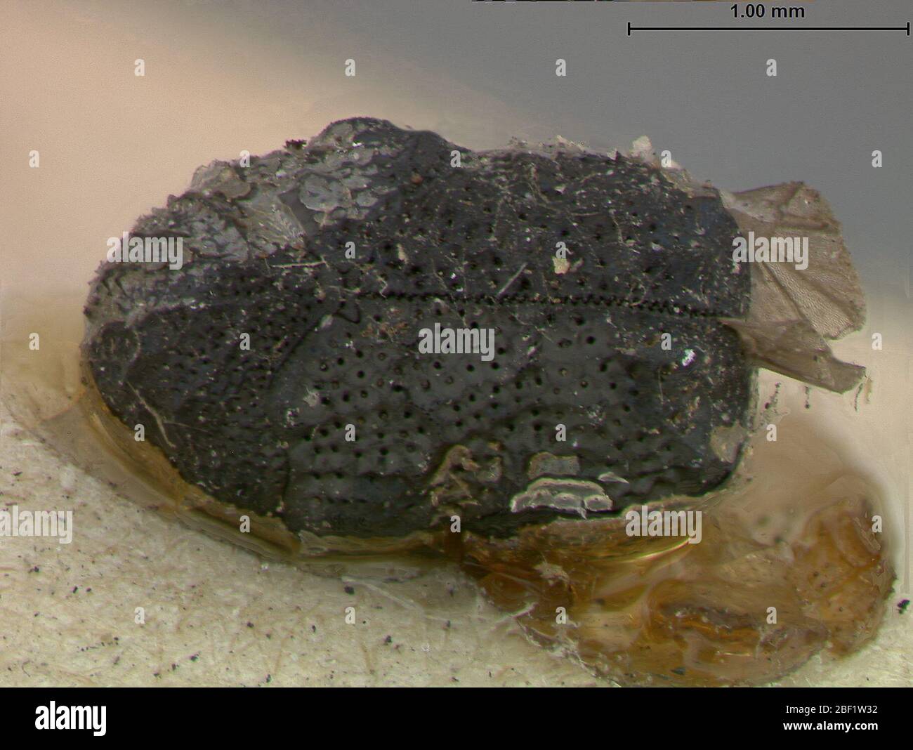 Aulacachlam distincta. Monros Collection Label. Literatur nicht gefunden.2. März 20171 Stockfoto