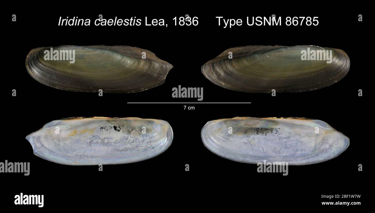 Iridina caelestis. 20. Januar 20162 Stockfoto