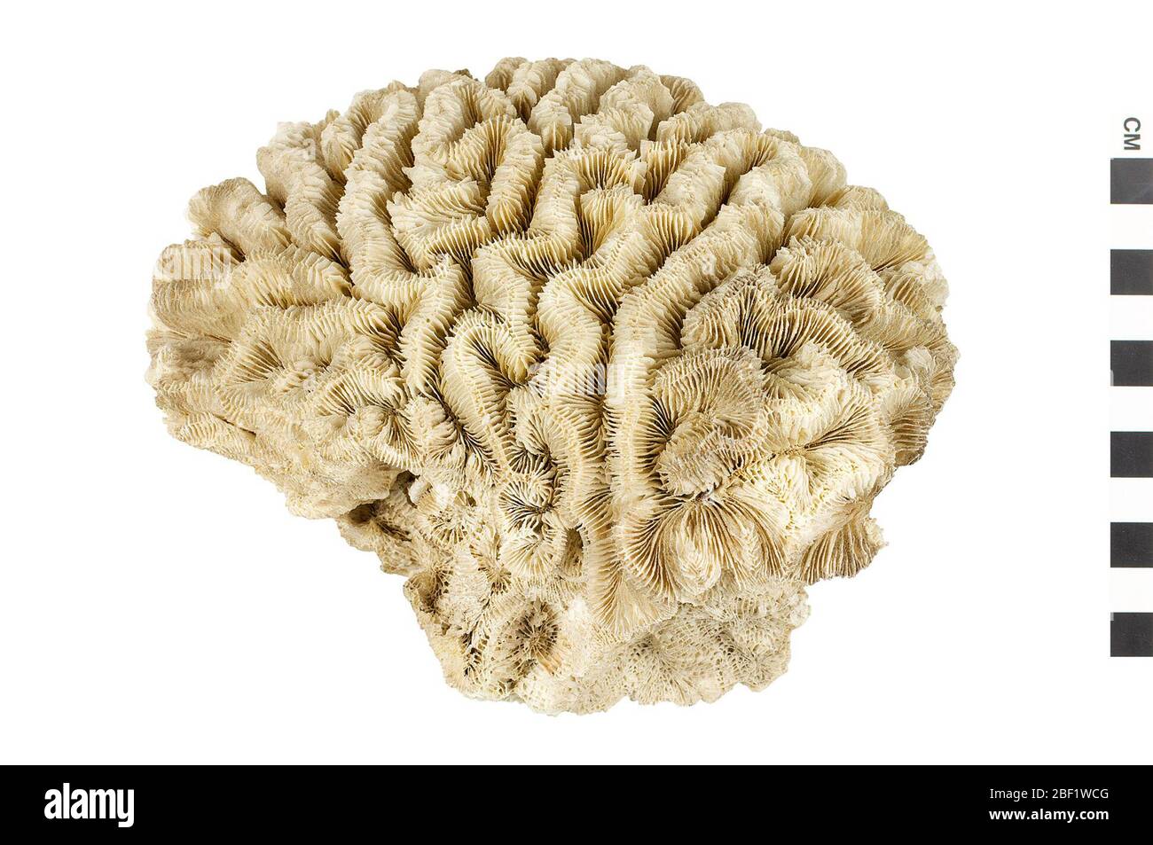 Boulder Brain Coral. Dieses Objekt ist Teil der Sammlung Bildung und Öffentlichkeitsarbeit, von denen einige im Wissenschaftsbildungszentrum Q?rius zu sehen sind.114 Jan 2020 Stockfoto
