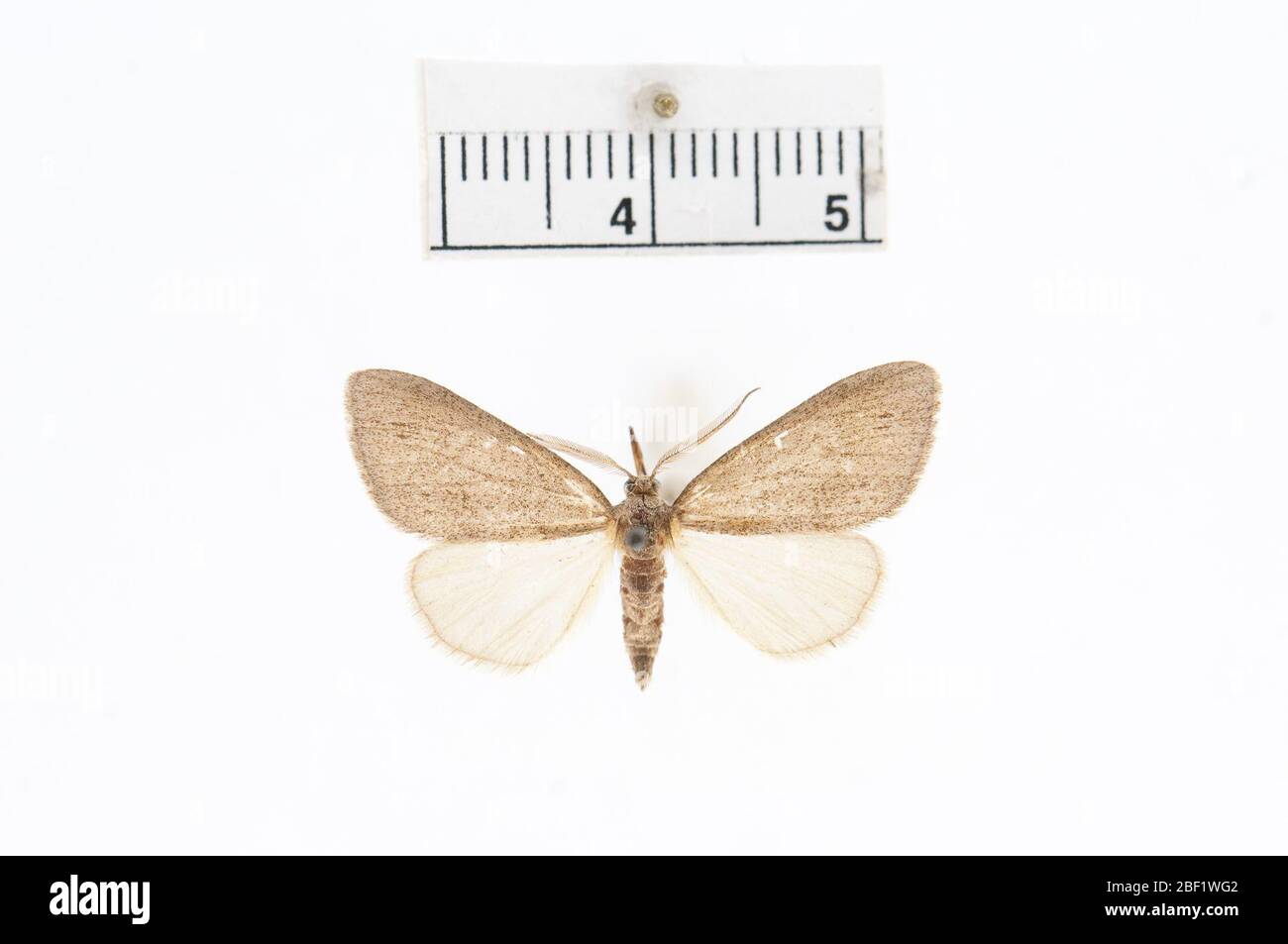 Parexcelsa inauffalluaria. Februar 20181 Stockfoto