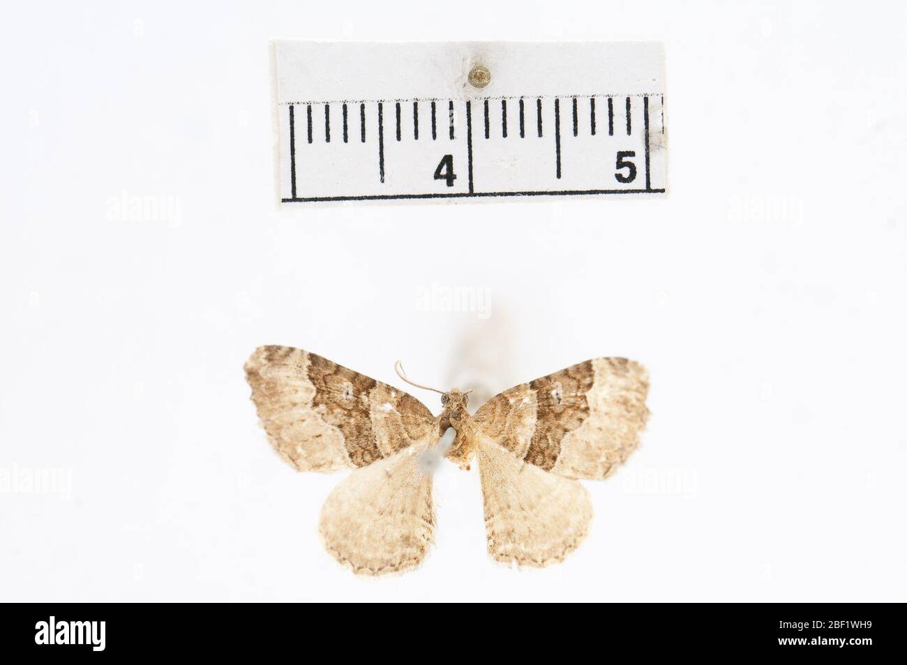 Melanippe lacustrata. Februar 20181 Stockfoto