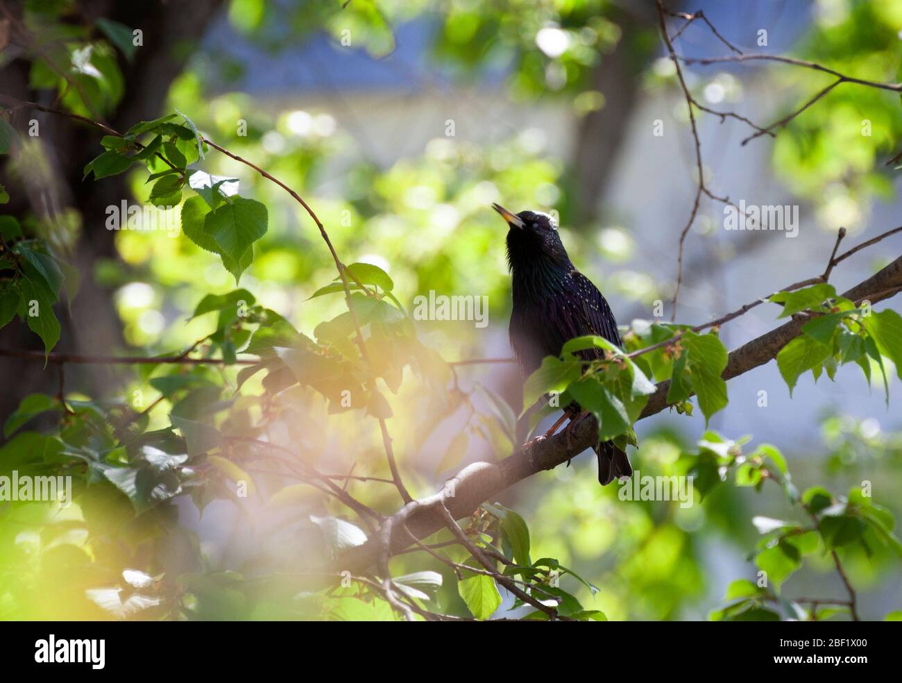 Gewöhnlicher Star. Ein Vogel unter den Ästen eines Baumes im Frühjahr in brütender Gefieder. Sturnus vulgaris. Stockfoto