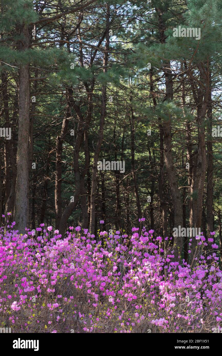 Der Frühling ist voller rosafarbener Rhododendren in den Bergen und Wäldern. Stockfoto