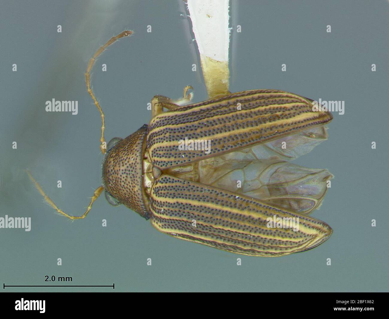 Colaspis Pini. Etikett: Langblatt-Zirbel2 März 20171 Stockfoto