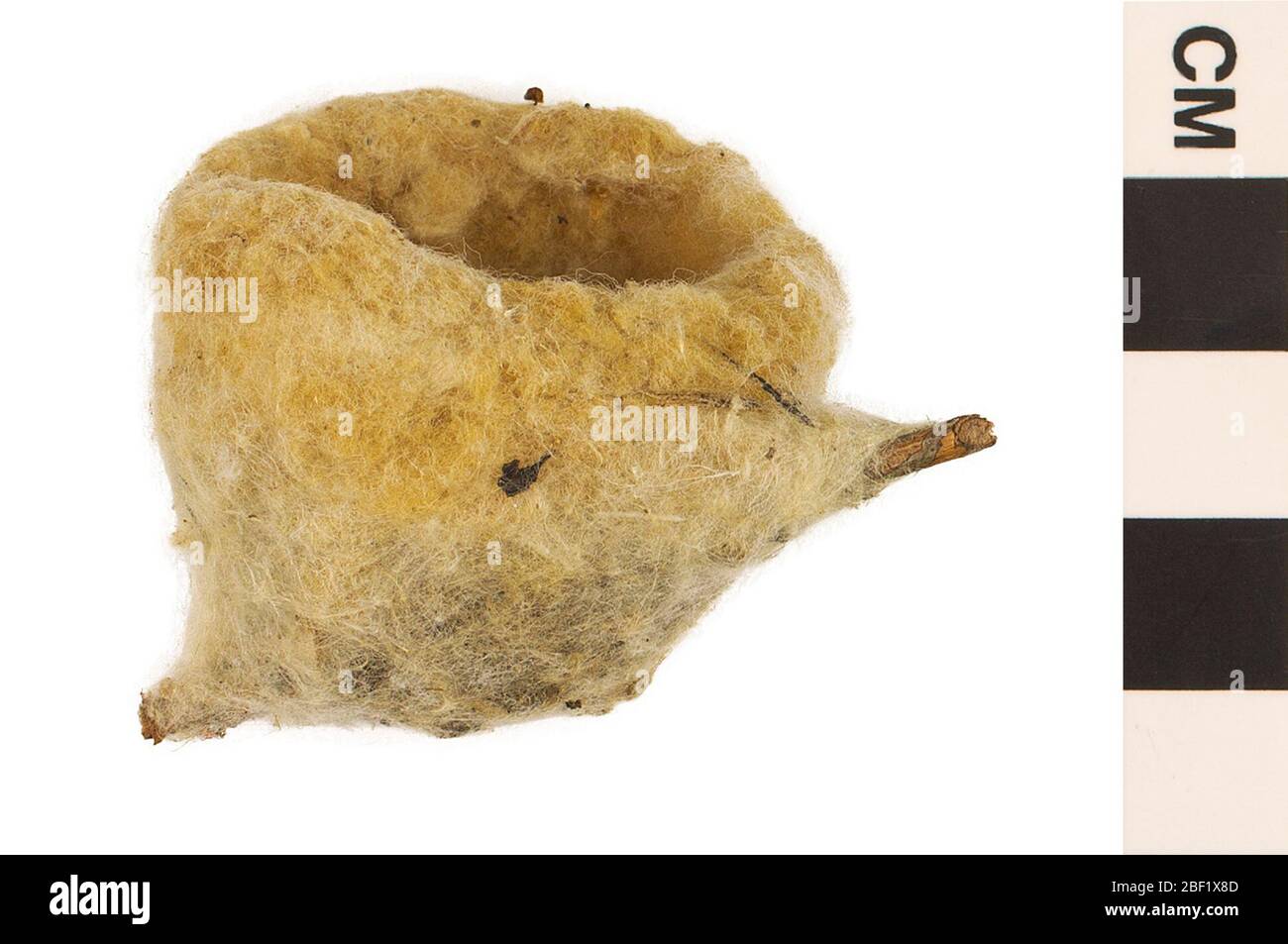 Kolibri. Dieses Objekt ist Teil der Sammlung Bildung und Öffentlichkeitsarbeit, von denen einige im Wissenschaftsbildungszentrum Q?rius zu sehen sind.114 Jan 2020 Stockfoto