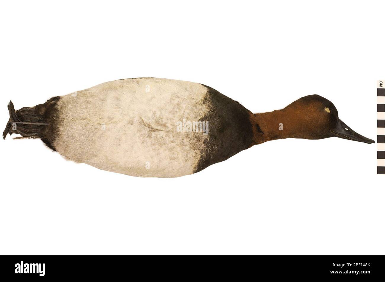 Canvasback. Dieses Objekt ist Teil der Sammlung Bildung und Öffentlichkeitsarbeit, von denen einige im Wissenschaftsbildungszentrum Q?rius zu sehen sind.114 Jan 2020 Stockfoto