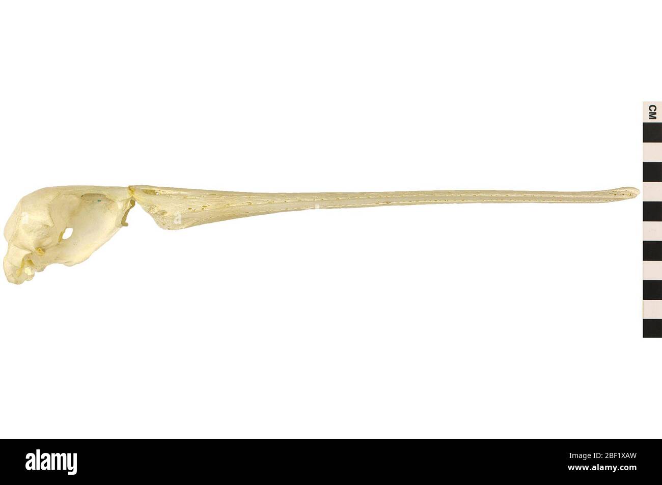 Pelikan Mit Spotbilled. Dieses Objekt ist Teil der Sammlung Bildung und Öffentlichkeitsarbeit, von denen einige im Wissenschaftsbildungszentrum Q?rius zu sehen sind.114 Jan 2020 Stockfoto