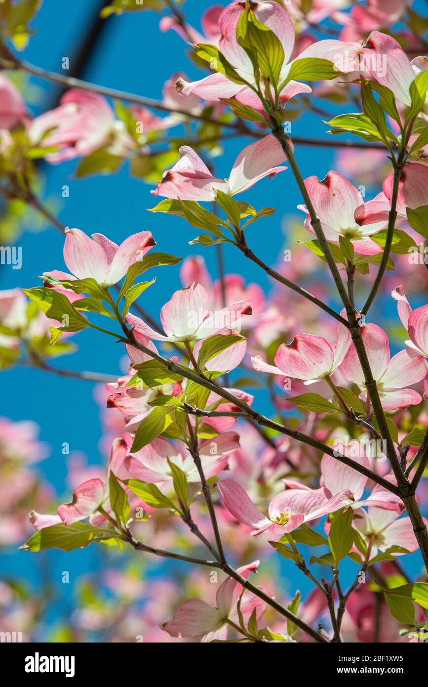 Vertikale Nahaufnahme von wunderschönen rosafarbenen Dogwoods in Blüte vor einem tiefblauen Himmel. Stockfoto