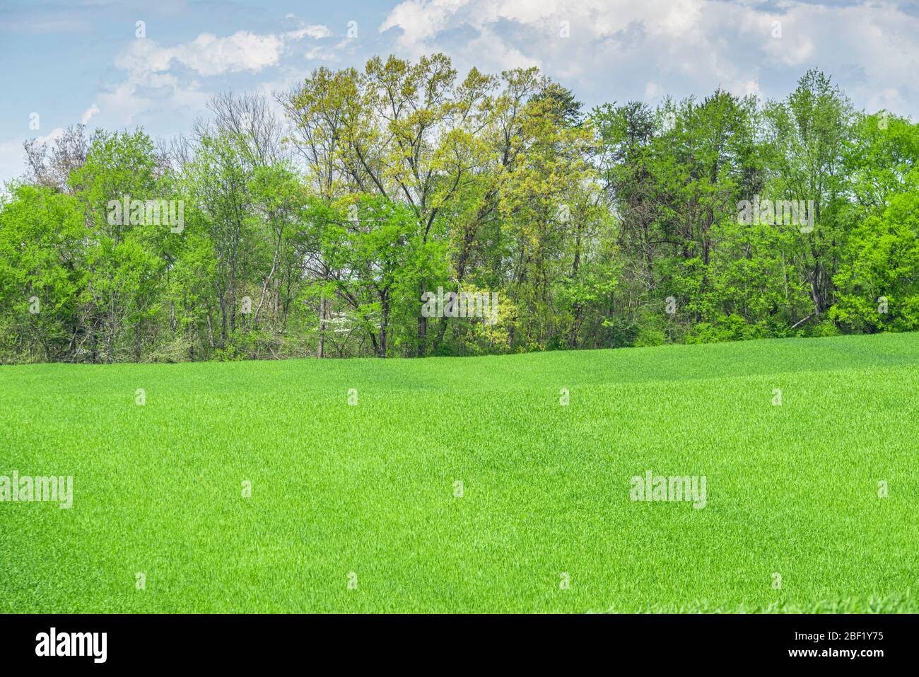 Horizontale Aufnahme von grünen Rasen und Bäumen im Frühling mit Kopierraum. Blauer Himmel mit Wolken. Stockfoto