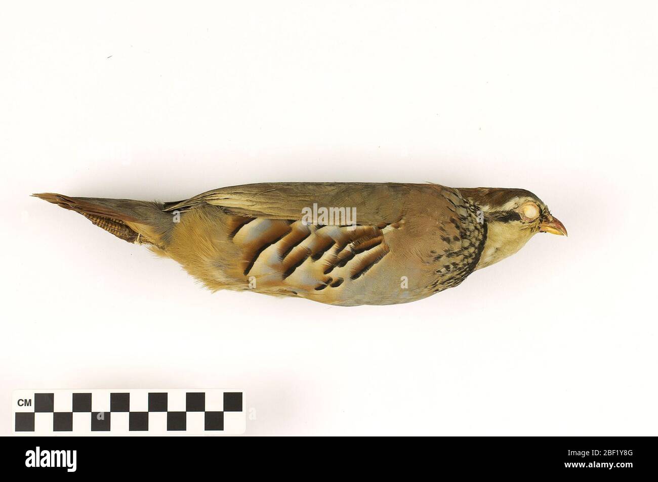 Rotbeiniger Rebhuhn. Dieses Objekt ist Teil der Sammlung Bildung und Öffentlichkeitsarbeit, von denen einige im Wissenschaftsbildungszentrum Q?rius zu sehen sind.114 Jan 2020 Stockfoto