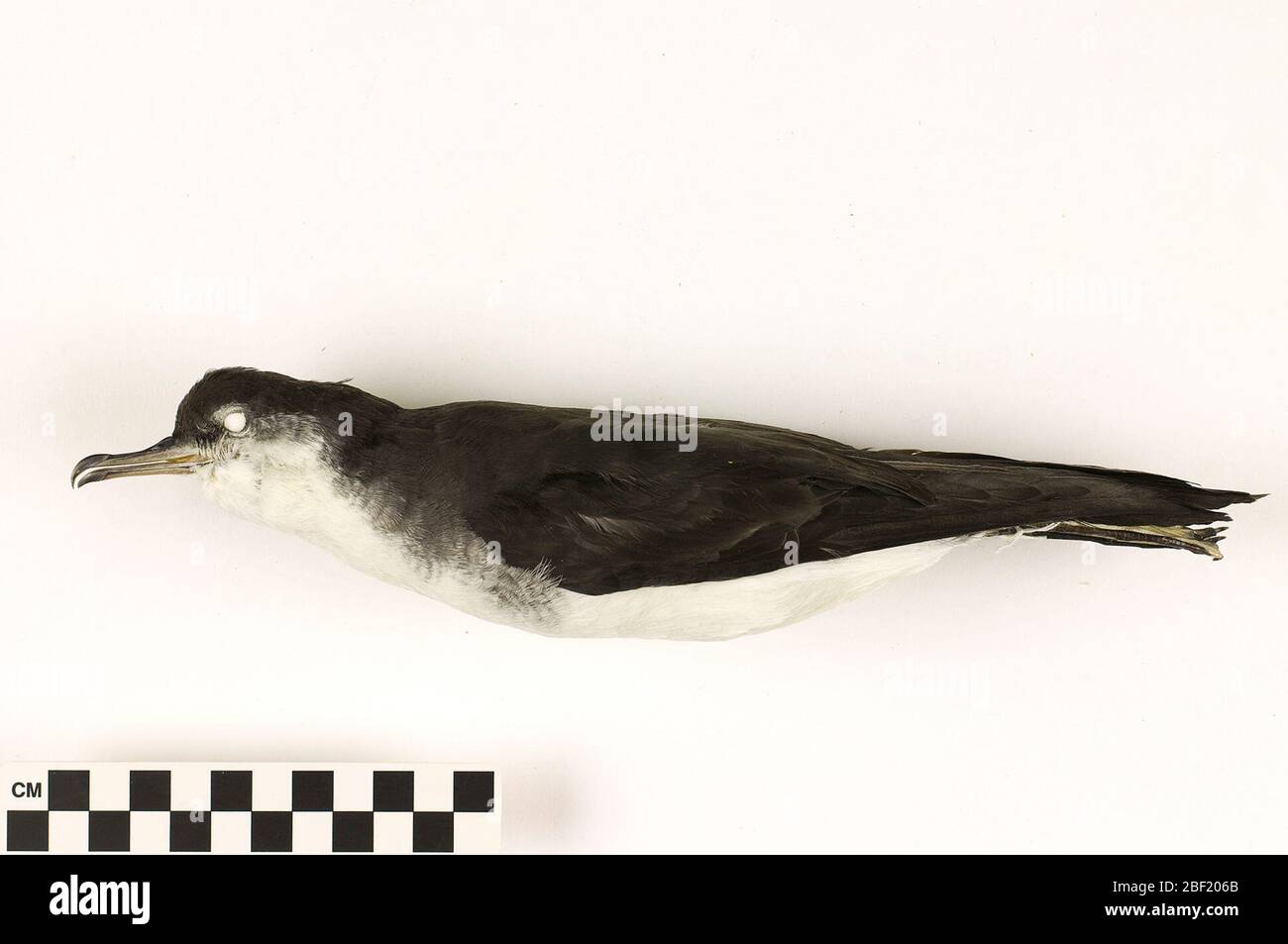 Audubons Shearwater. Dieses Objekt ist Teil der Sammlung Bildung und Öffentlichkeitsarbeit, von denen einige im Q?rius Science Education Center sind und zu sehen sind.Skin114 Jan 2020 Stockfoto