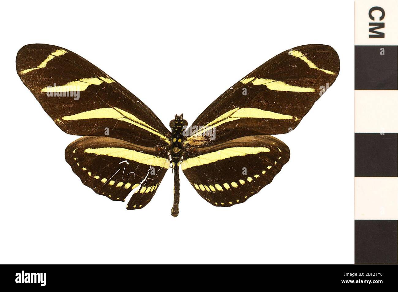 Zebra Langflügel Zebra Langflügel. Dieses Objekt ist Teil der Sammlung Bildung und Öffentlichkeitsarbeit, von denen einige im Wissenschaftsbildungszentrum Q?rius zu sehen sind.114 Jan 2020 Stockfoto