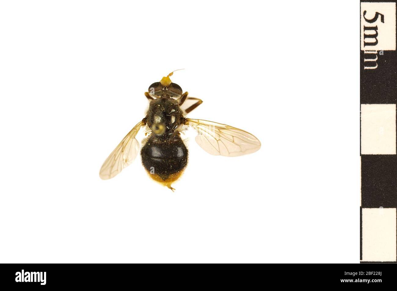 Schwebfliegen. Dieses Objekt ist Teil der Sammlung Bildung und Öffentlichkeitsarbeit, von denen einige im Wissenschaftsbildungszentrum Q?rius zu sehen sind.114 Jan 2020 Stockfoto
