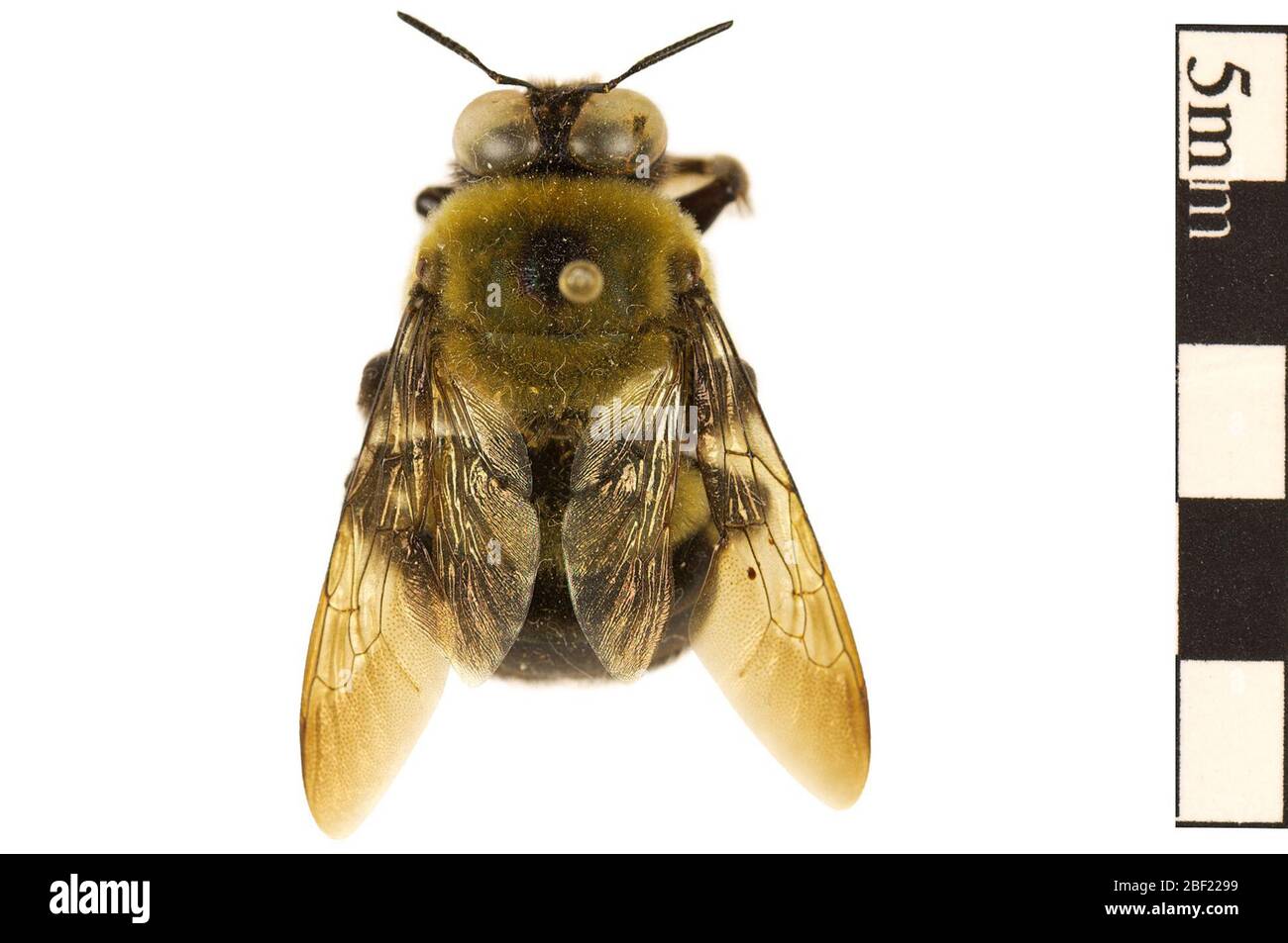 Carpenter Bee Große Carpenter Bee. Dieses Objekt ist Teil der Sammlung Bildung und Öffentlichkeitsarbeit, von denen einige im Wissenschaftsbildungszentrum Q?rius zu sehen sind.114 Jan 2020 Stockfoto