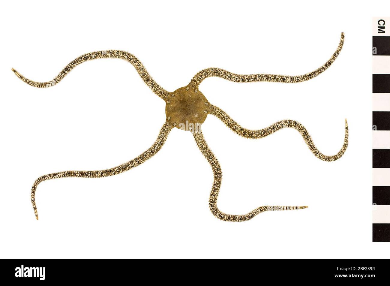 Schoko-Spröde-Stern. Dieses Objekt ist Teil der Sammlung Bildung und Öffentlichkeitsarbeit, von denen einige im Wissenschaftsbildungszentrum Q?rius zu sehen sind.114 Jan 2020 Stockfoto