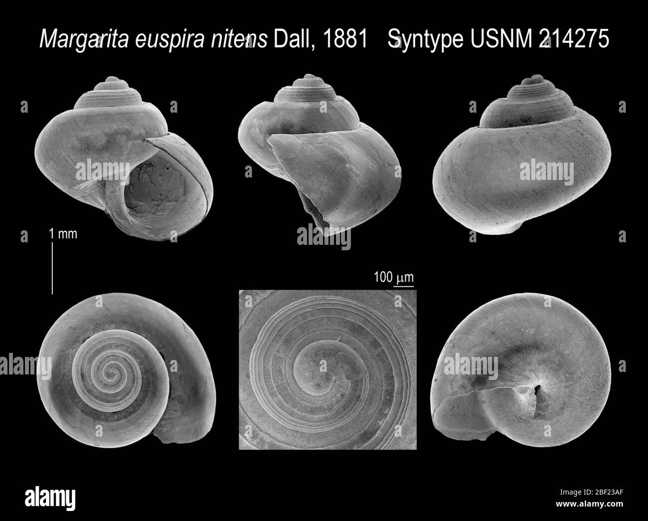 Margarita euspira niens. 27 Mai 201616-1715 Stockfoto