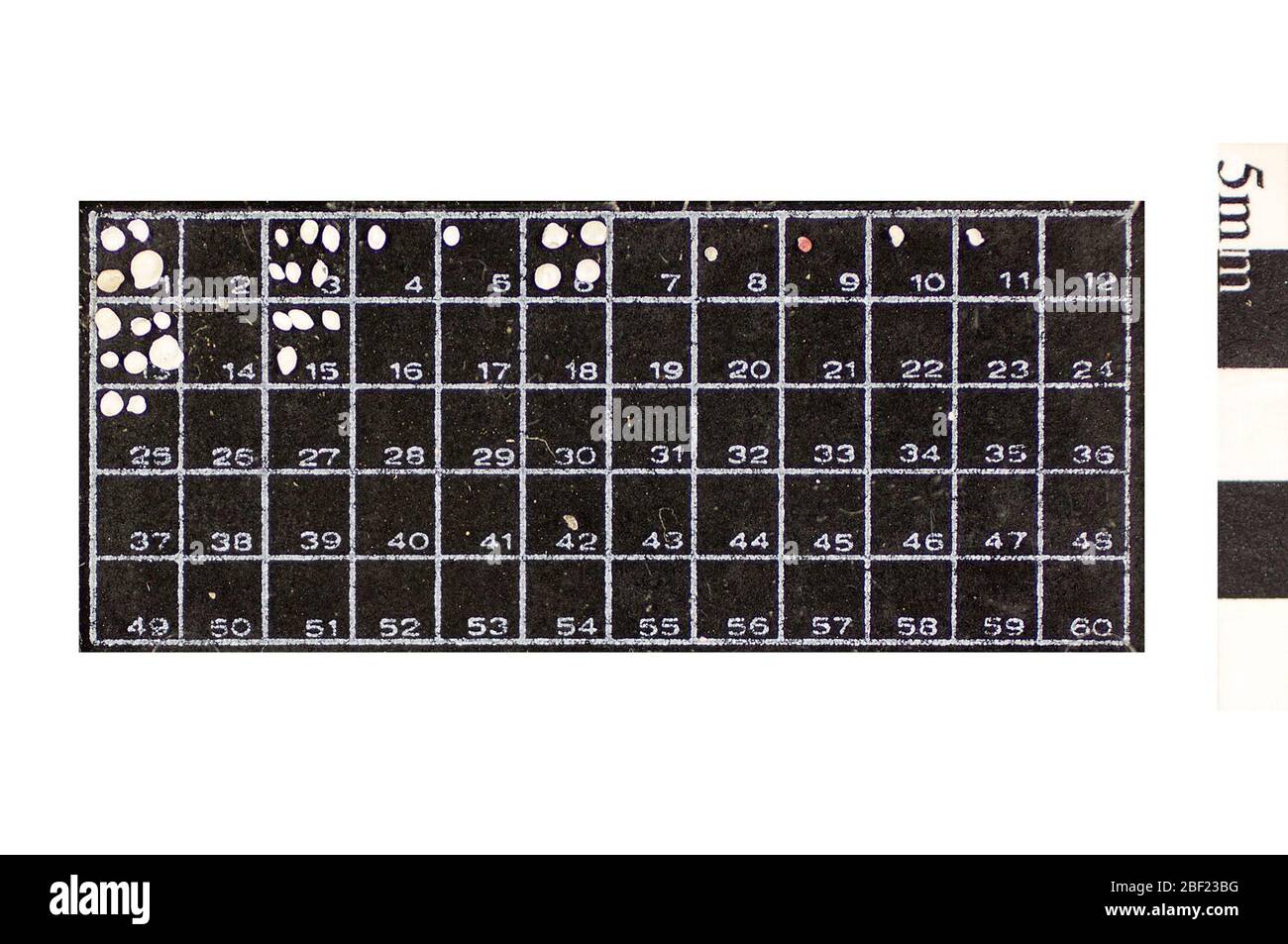 Foram. Dieses Objekt ist Teil der Sammlung Bildung und Öffentlichkeitsarbeit, von denen einige im Q?rius Science Education Center sind und zu sehen sind.Sand Foram114 Jan 2020 Stockfoto