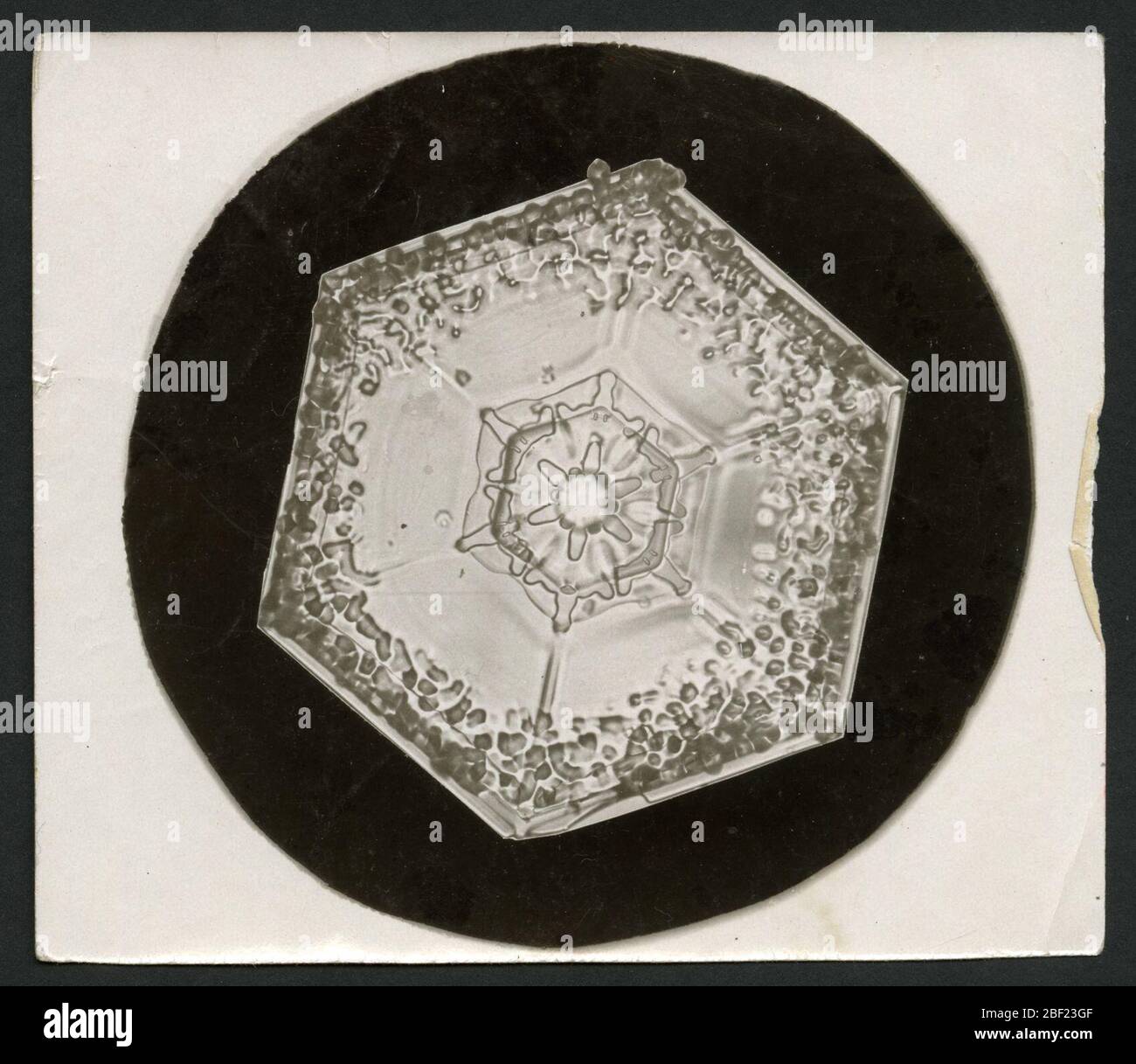 Wilson Bentleys Schneeflocke 951 c 1890. Alternate ID: SPI 267Wilson A. Bentley wurde zum ersten Mal in seiner Kindheit auf einer Farm in Vermont vom Schnee fasziniert und experimentierte jahrelang mit Möglichkeiten, einzelne Schneeflocken zu betrachten, um ihre kristalline Struktur zu untersuchen. Stockfoto