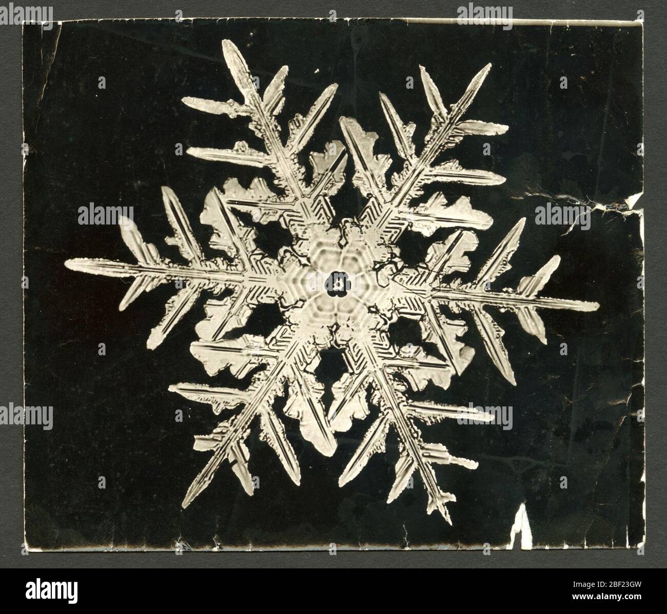 Wilson Bentleys Schneeflocke 332 c 1890. Alternative ID: SPI 275Wilson A. Bentley wurde zum ersten Mal in seiner Kindheit auf einer Farm in Vermont vom Schnee fasziniert und experimentierte jahrelang mit Möglichkeiten, einzelne Schneeflocken zu betrachten, um ihre kristalline Struktur zu untersuchen. Stockfoto