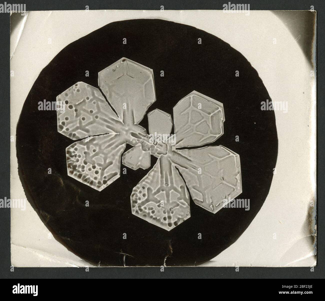 Wilson Bentleys Schneeflocke 349 c 1890. Alternative ID: SPI 278Wilson A. Bentley wurde zum ersten Mal in seiner Kindheit auf einer Farm in Vermont vom Schnee fasziniert und experimentierte jahrelang mit Möglichkeiten, einzelne Schneeflocken zu betrachten, um ihre kristalline Struktur zu untersuchen. Stockfoto