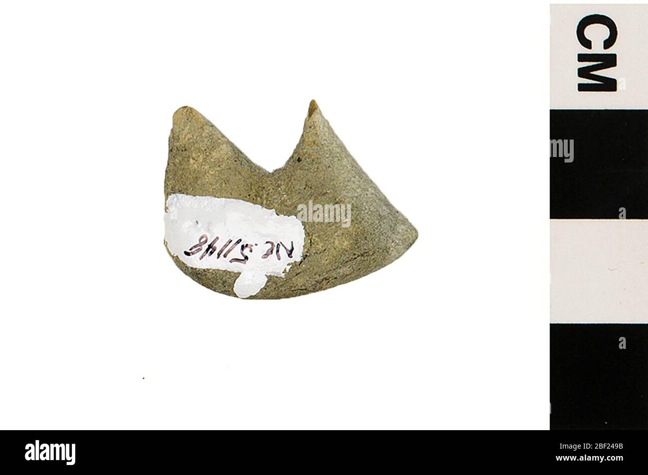 Fossiler Rayfinned Fish. Dieses Objekt ist Teil der Sammlung Bildung und Öffentlichkeitsarbeit, von denen einige im Q?rius Science Education Center sind und zu sehen sind.Cenozoic - Paläogene - Eozene114 Jan 2020Green River Stockfoto