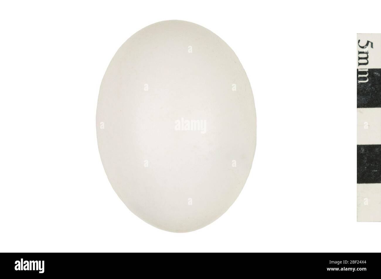 Ringnecked Fasan Ringnecked Fasan Ringnecked Fasan Flügel. Dieses Objekt ist Teil der Sammlung Bildung und Öffentlichkeitsarbeit, von denen einige im Q?rius Science Education Center sind und zu sehen sind.Egg(s)814 Jan 2020 Stockfoto