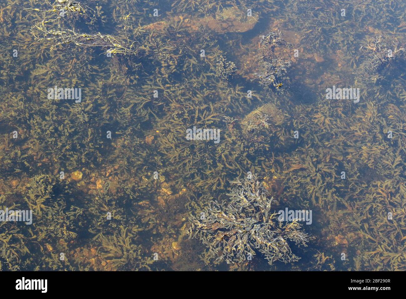 Seetang an sonnigen Herbsttag, Blasenablage (Fucus vesiculosus) und Seetang wächst unter Wasser auf dem Meeresboden des Teelin Hafen, Grafschaft Donegal. Stockfoto