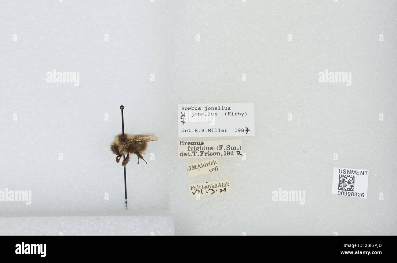 Bombus Pyrobombus jonellus. Transkribiert von digitalen Freiwilligen B. Jonellus KirbyLu. L. 17. April 20171 Stockfoto