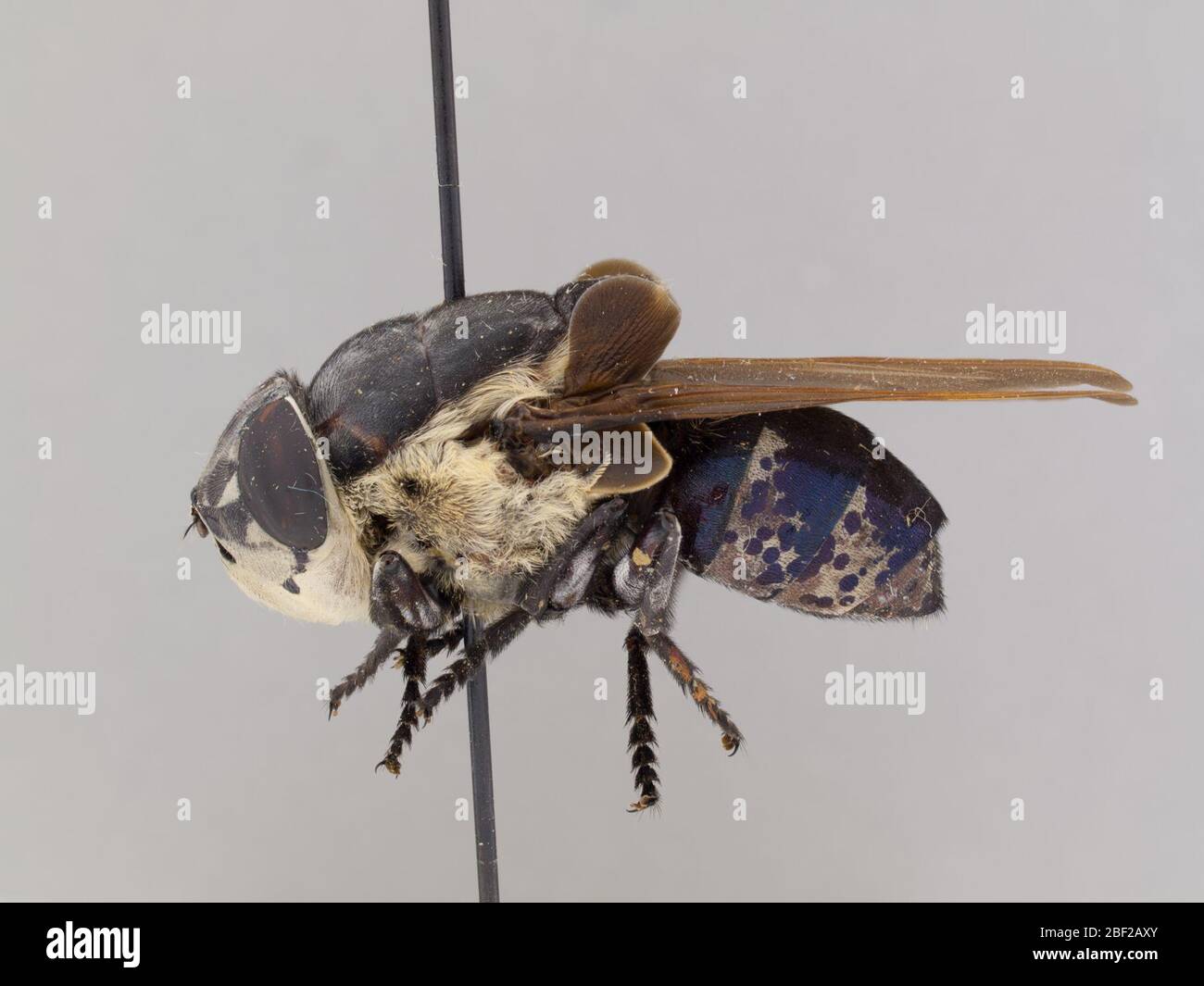 Cuterebra lepusculi. Gastgeber: Sylvilaqus nuttalli18. März 20201 Stockfoto