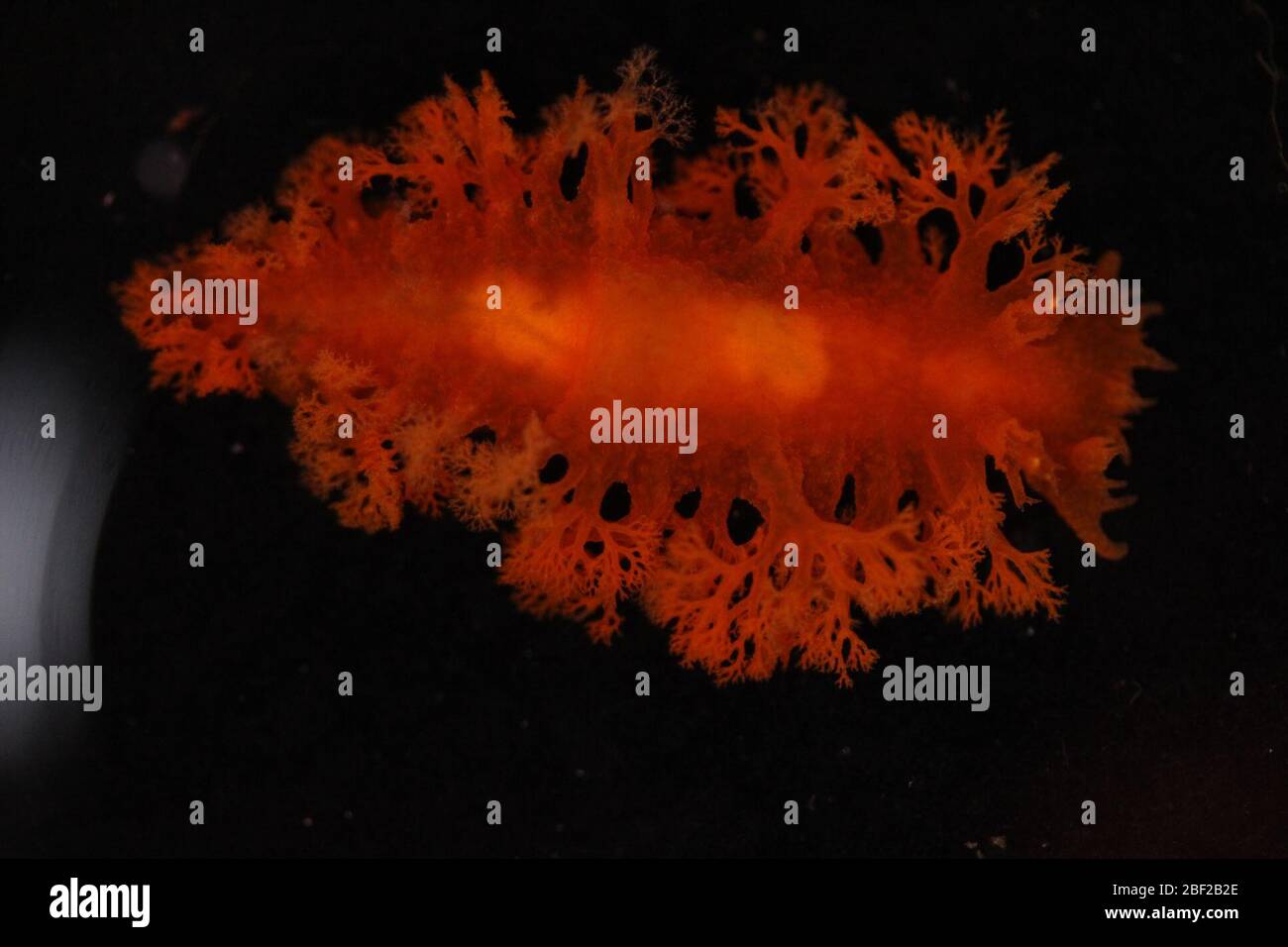 Tritoniopsis Fotos und Bildmaterial in hoher Auflösung Alamy