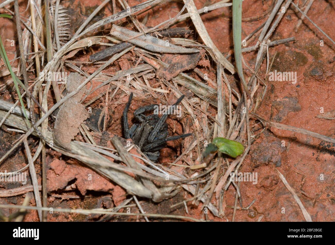 Wolf Spinne, Familie Lycosidae, am Bau Stockfoto