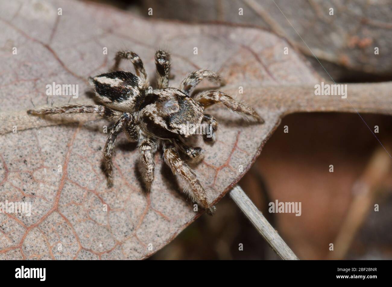 Spinne springen, Habronattus orbus, Männchen auf Blattstreu auf dem Waldboden Stockfoto