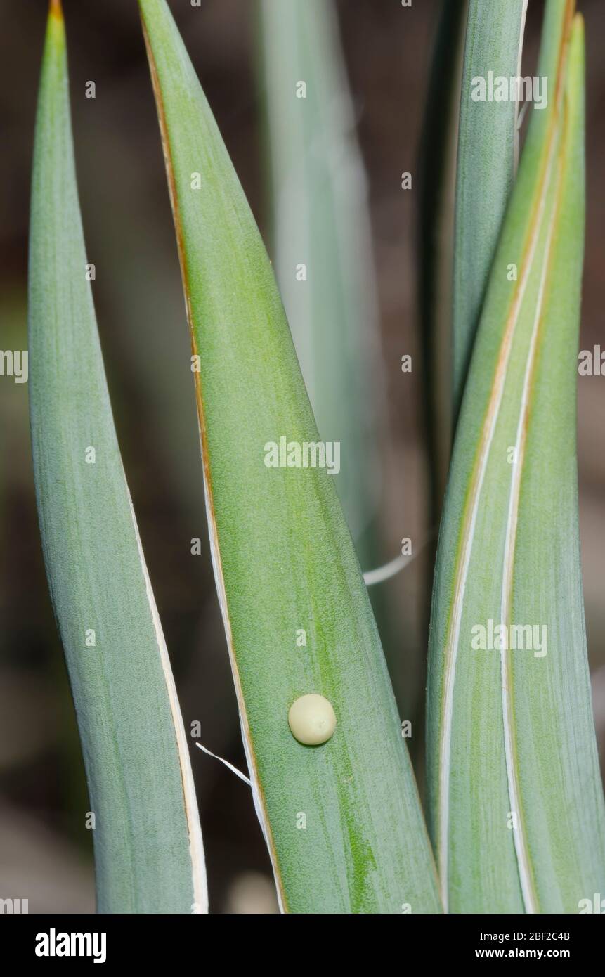 Yucca Giant-Skipper, Megathymus yuccae, Ovum auf Arkansas Yucca, Yucca arkansana Stockfoto