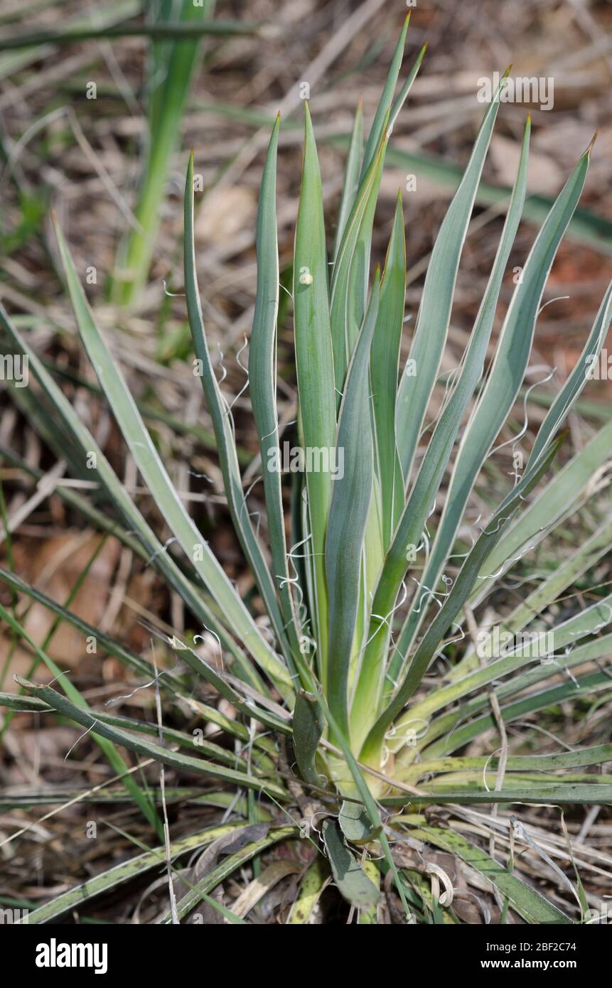 Yucca Giant-Skipper, Megathymus yuccae, Ovum auf Arkansas Yucca, Yucca arkansana Stockfoto