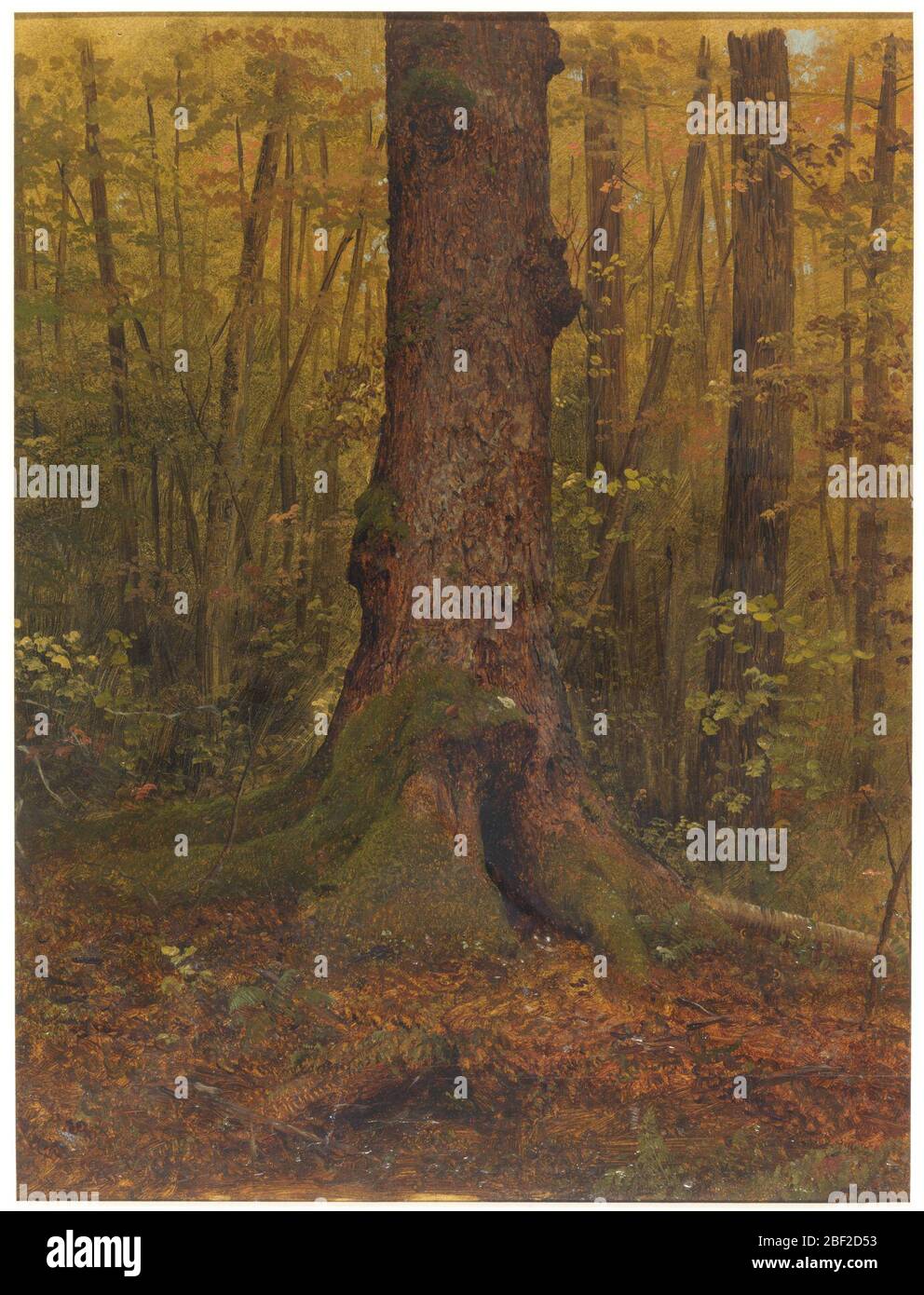 In den Wäldern von Maine. Wahrscheinlich Maine Landschaft. Der untere Teil eines Baumes ist vor dem Hintergrund von Unterholz und Bäumen dargestellt. Stockfoto
