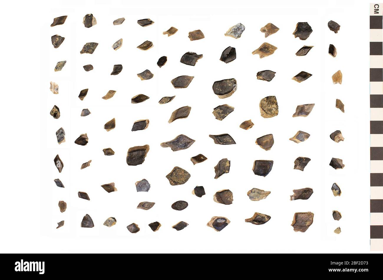 Gar. Dieses Objekt ist Teil der Sammlung Bildung und Outreach, von denen einige im Q?rius Science Education Center sind und zu sehen sind.Mesozoikum - Kreidezeit - Puercan IDiese sind fossile Fischschuppen von einem gar, einem Rochen-Falter. Stockfoto