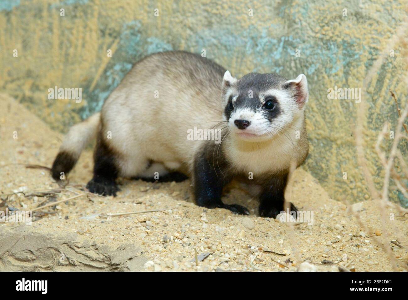 Schwarzfußfäßer. SMH,kleines Säugetierhaus,Arten: Nigripes,Gattung: Mustela,Familie: Mustelidae,Ordnung: Carnivora,Klasse: Mammalia,Stamm: Chordata,Königreich: Animalia,Säugetier,waagerecht,BFF,Schwarzfüßiges Frettchen,Frettchen,Mustelid Stockfoto