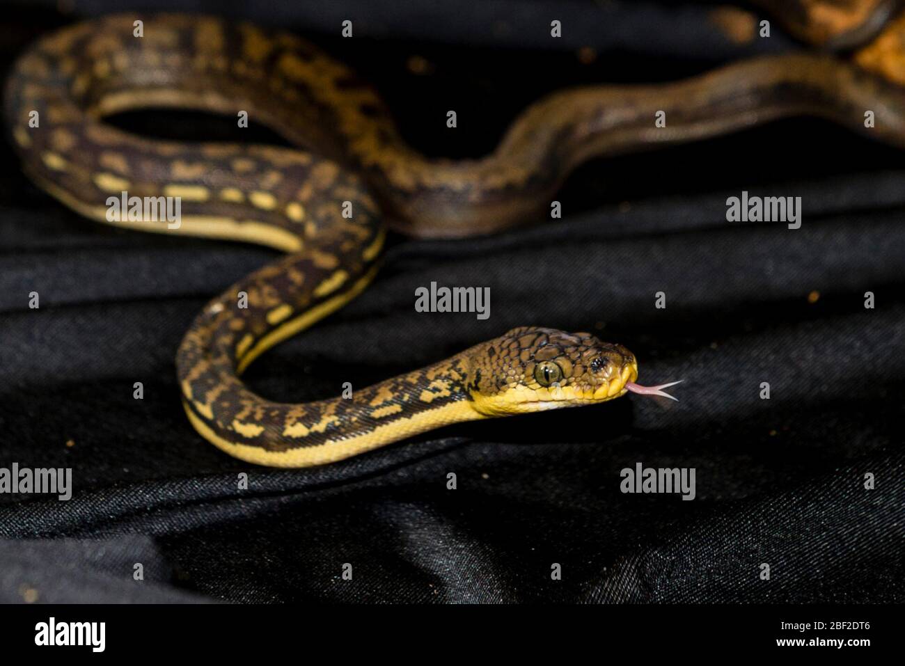 Timor Python. Arten: Timoriensis,Gattung: Python,Familie: Pythonidae,Ordnung: Squamata,Klasse: Reptilien,Stamm: Chordata,Königreich: Animalia,Reptile,Schlange,Reptilienhaus Stockfoto