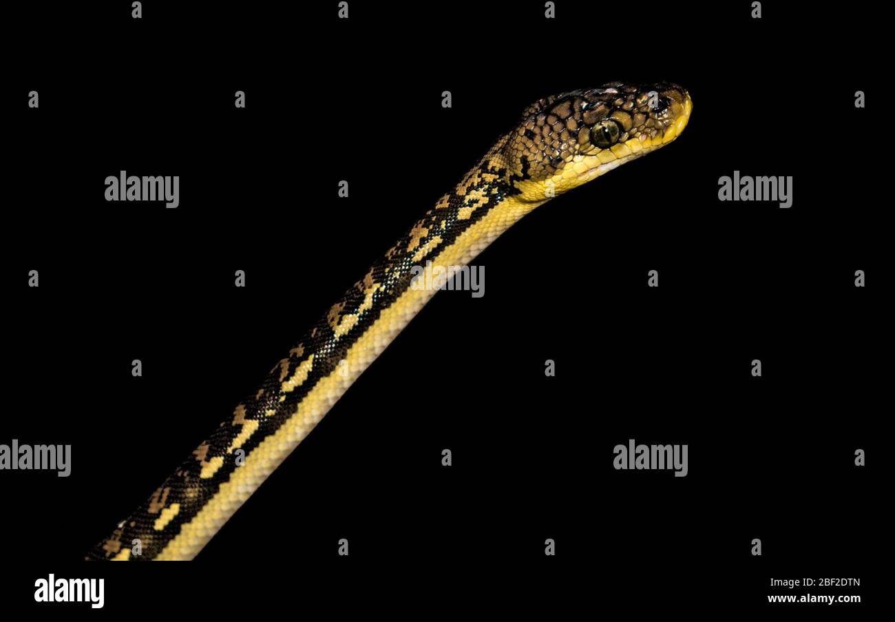 Timor Python. Arten: Timoriensis,Gattung: Python,Familie: Pythonidae,Ordnung: Squamata,Klasse: Reptilien,Stamm: Chordata,Königreich: Animalia,Reptile,Schlange,Reptilienhaus Stockfoto
