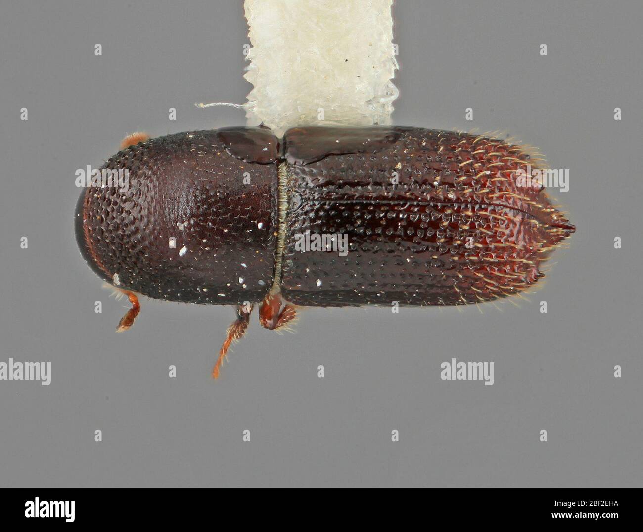 Hylocurus colombianus. Juli 20171, 20 Stockfoto