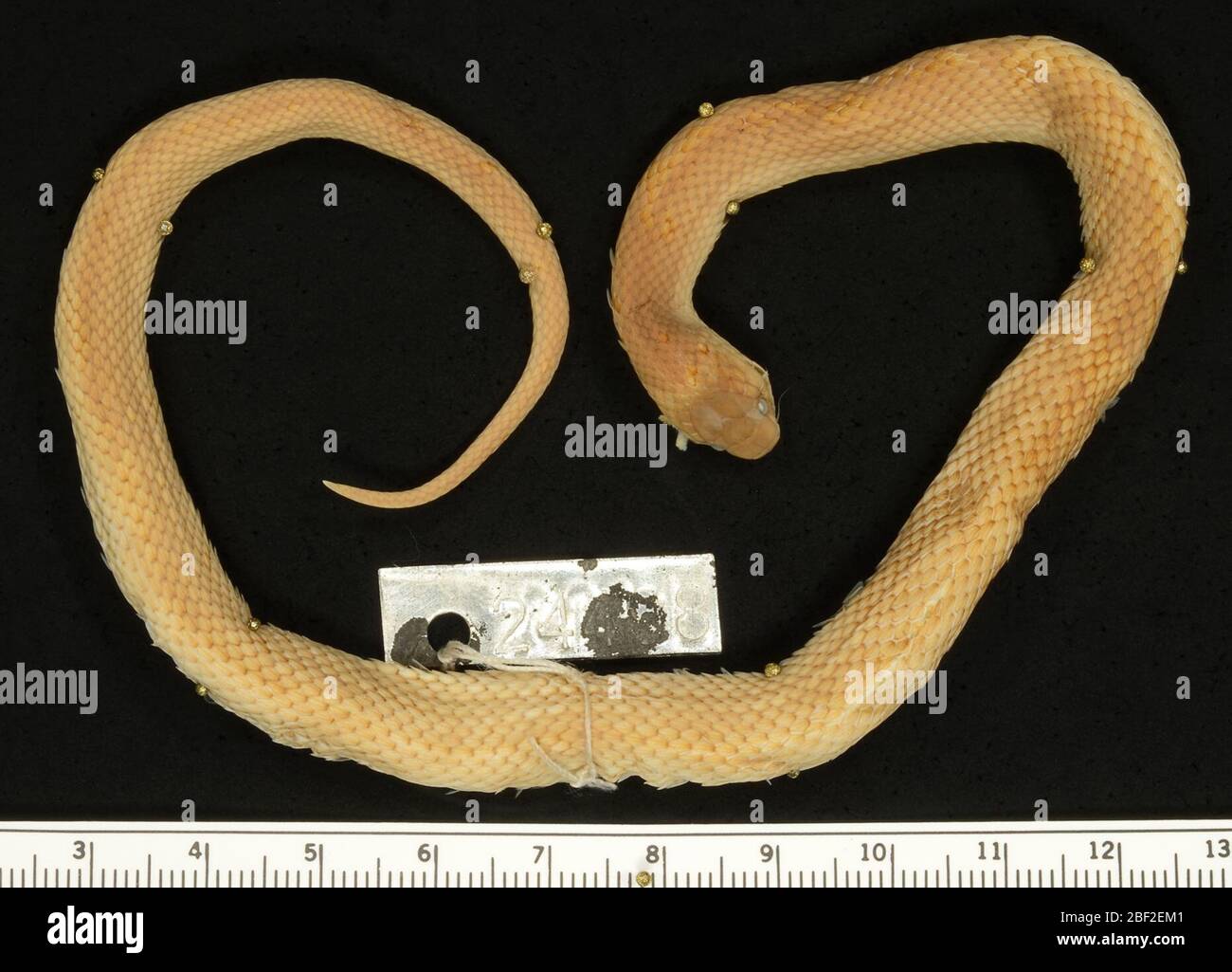 Ninia maculata. 30 Sept. 20151 Stockfoto